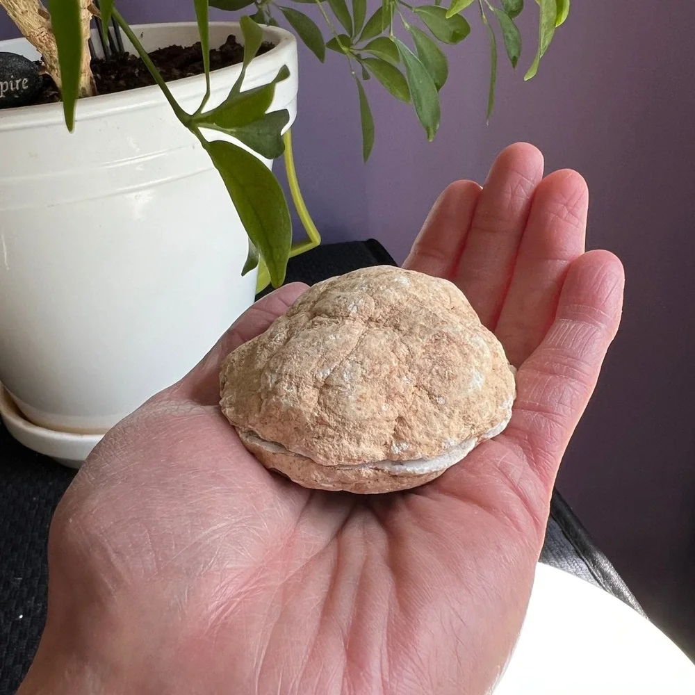 Raw White Quartz Agate Geode Druzy Halves Healing Crystal Collector Display